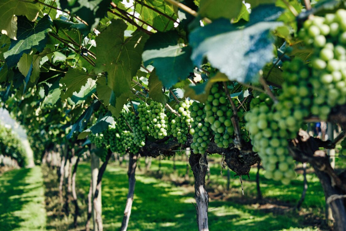 Closeup of green grapes in a vineyard under sunlight with a blurry background